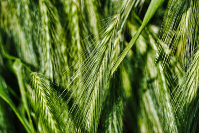 Close-up of wheat crop