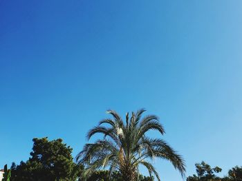 Low angle view of coconut palm trees against blue sky