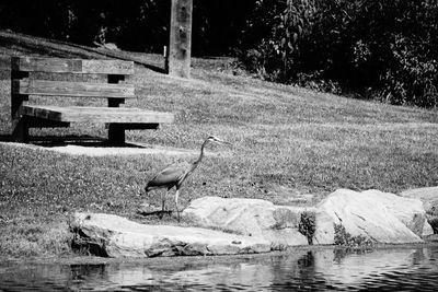 Bird by water