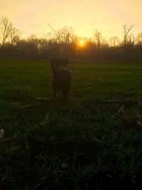 Sheep on field against sky during sunset