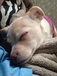 Close-up of dog sleeping