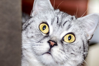 Close-up portrait of cat