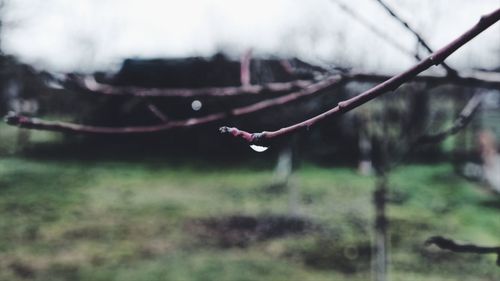 Close-up of raindrops on leaf