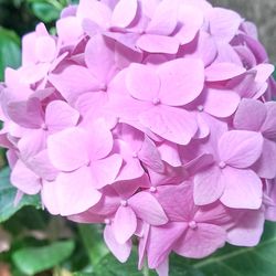 Close-up of pink flowers