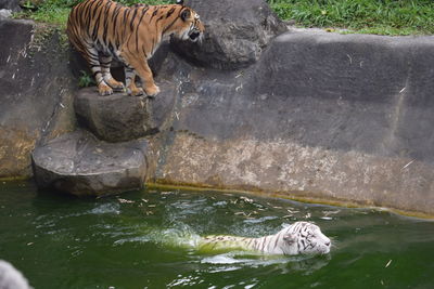 High angle view of horse in water at zoo