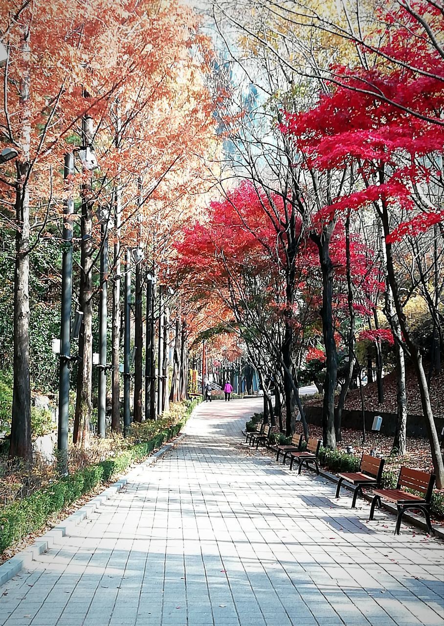 VIEW OF TREES IN PARK DURING AUTUMN