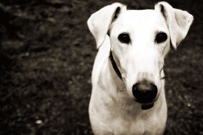 Close-up portrait of dog