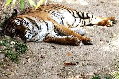 Cat lying on field