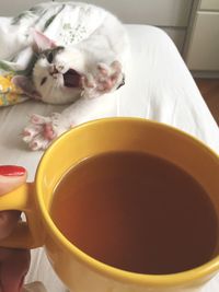 High angle view of hand holding cat