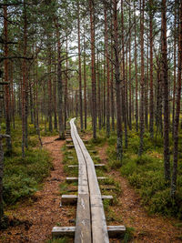 Footpath amidst trees in forest