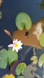 Close-up of lotus water lily in pond