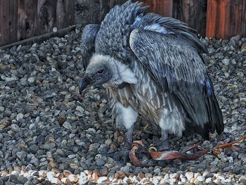 High angle view of vulture on pebbles