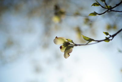 Low angle view of flowering plant