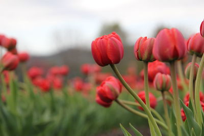 Close-up of red flowering plants in field