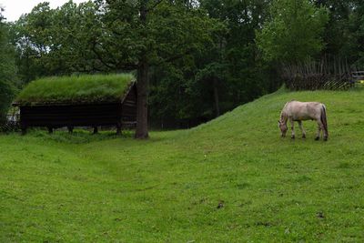 Horse grazing in a field