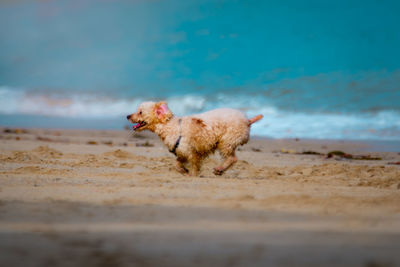 Dog running on beach