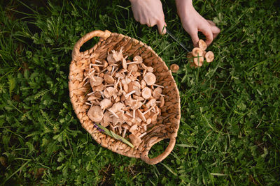 Cropped hand of person picking mushrooms