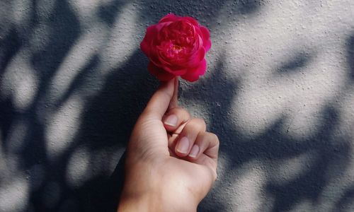 Close-up of hand holding red flower