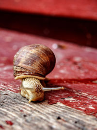 Close-up of snail