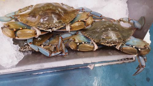 High angle view of fish on table