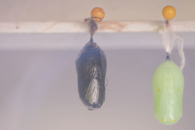 Close-up of cocoons hanging from ceiling