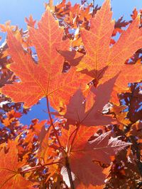 Low angle view of maple tree during autumn
