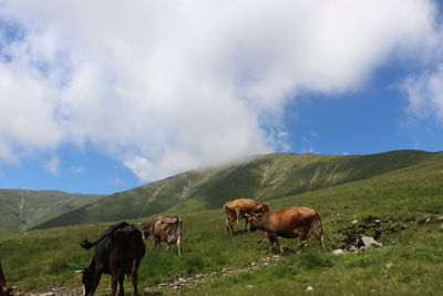 Cows grazing on grassy landscape