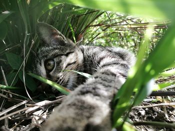 Close-up of a cat