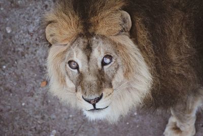 Close-up portrait of a lion