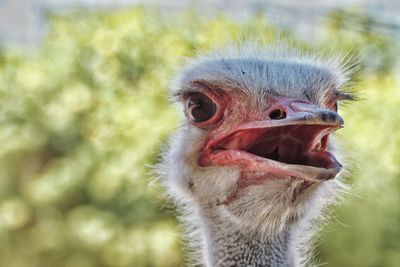 Close-up portrait of ostrich