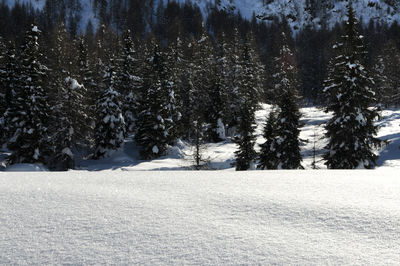 Pine trees on snow covered field