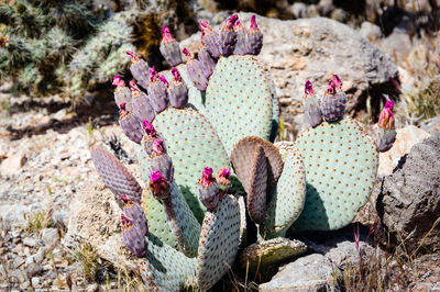 High angle view of succulent plant growing on rock