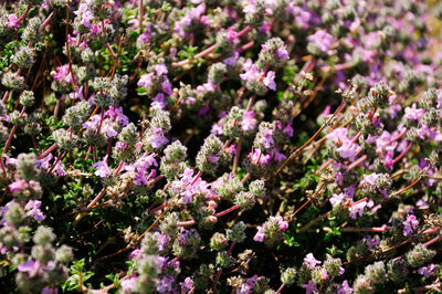 Close-up of purple flowering plants on field