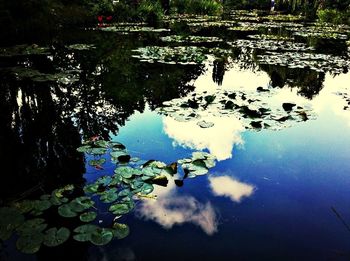 Reflection of trees in water