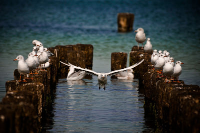 Seagulls on wooden post in lake