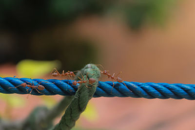 Close-up of insect on rope