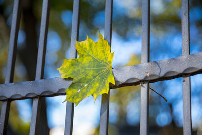 Close-up of maple leaf on metal fence