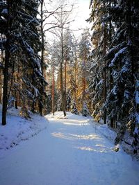 Snow covered trees in forest