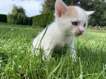 View of a cat on field