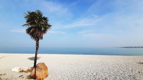 Coconut palm trees on beach against sky