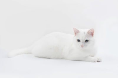 Portrait of white cat