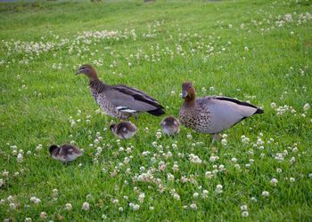 View of birds on field