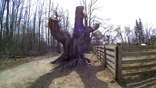 Bare tree against sky