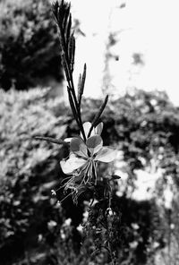 Close-up of flowers