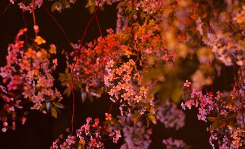 Close-up of pink cherry blossoms in spring