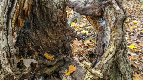 Close-up of a tree trunk