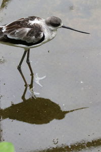 High angle view of bird in lake