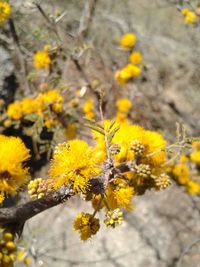 Close-up of yellow flowers