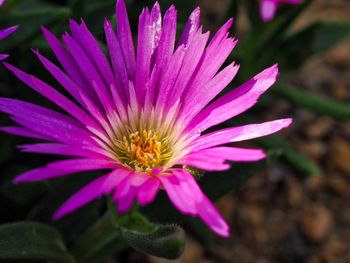 Close-up of pink flower