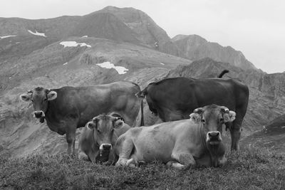 Cows on field